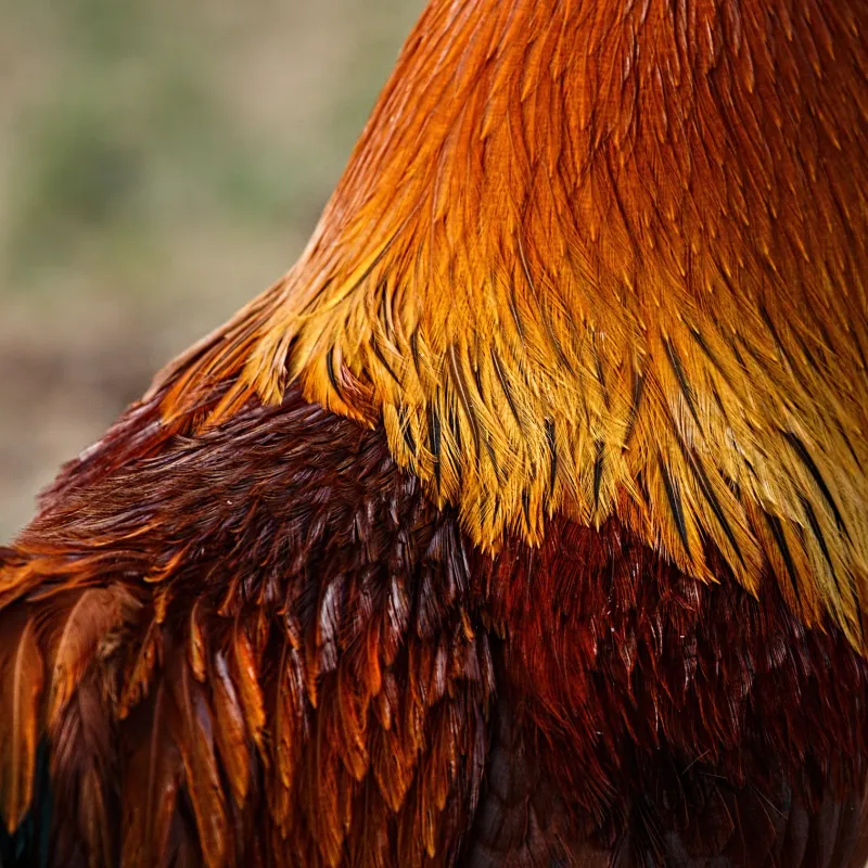 Close-up of a rooster’s glossy golden and red neck feathers