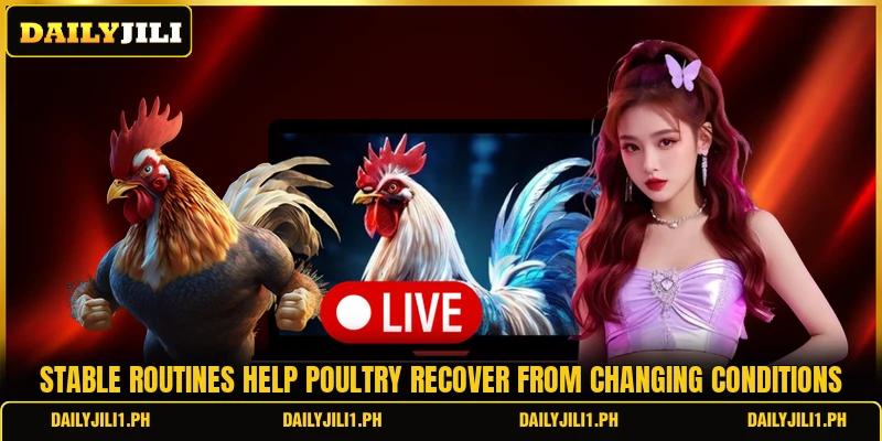 Stable routines help poultry recover from changing conditions